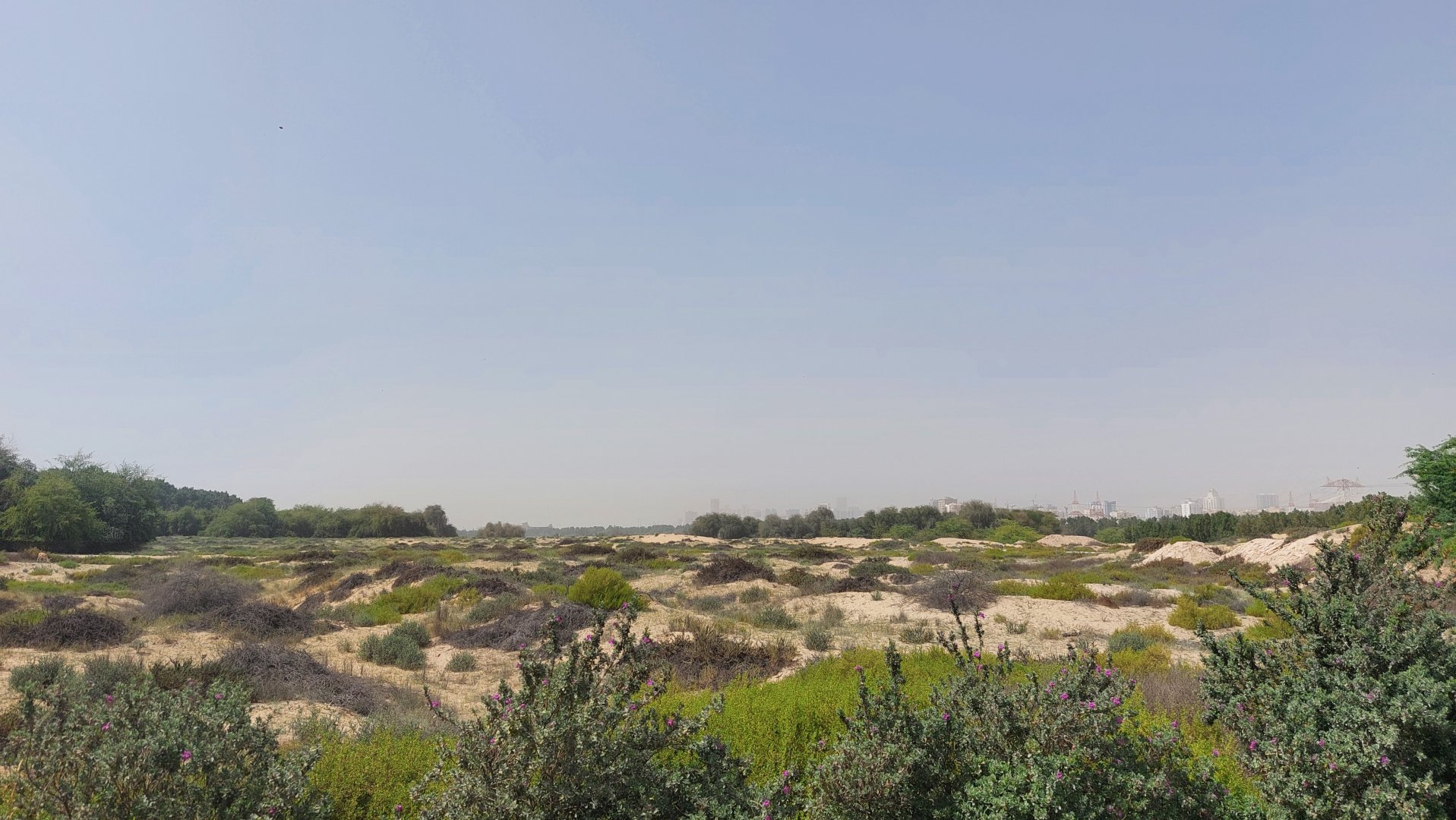 Dunes at wasit wetlands