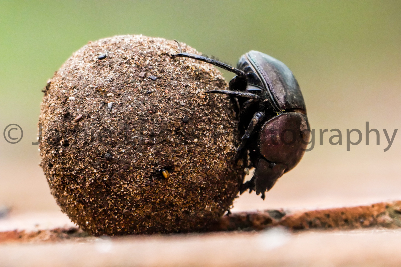 Dung Beatle