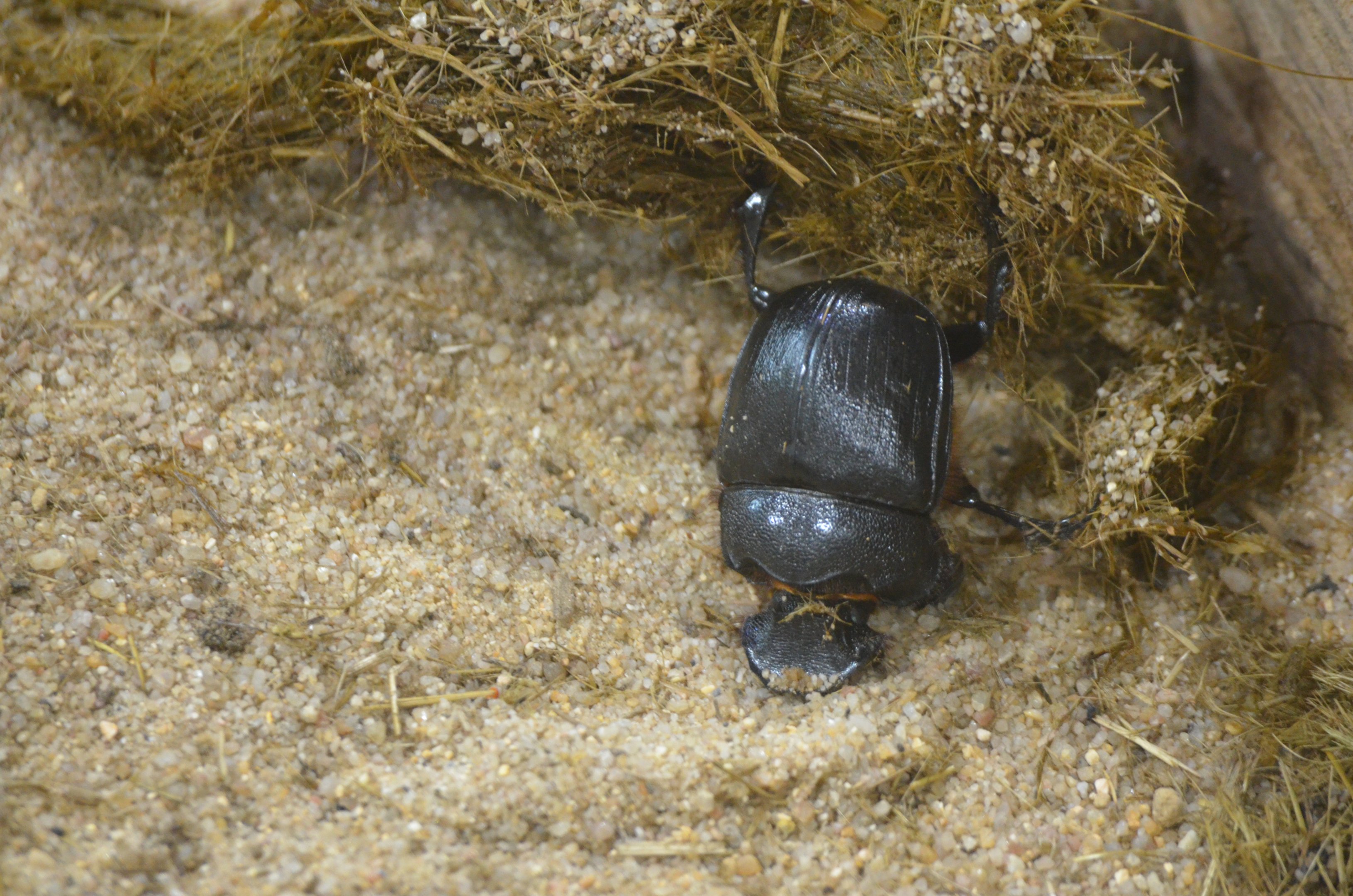 Dung Beetle - Desert House at Nuremberg, 07/09/19