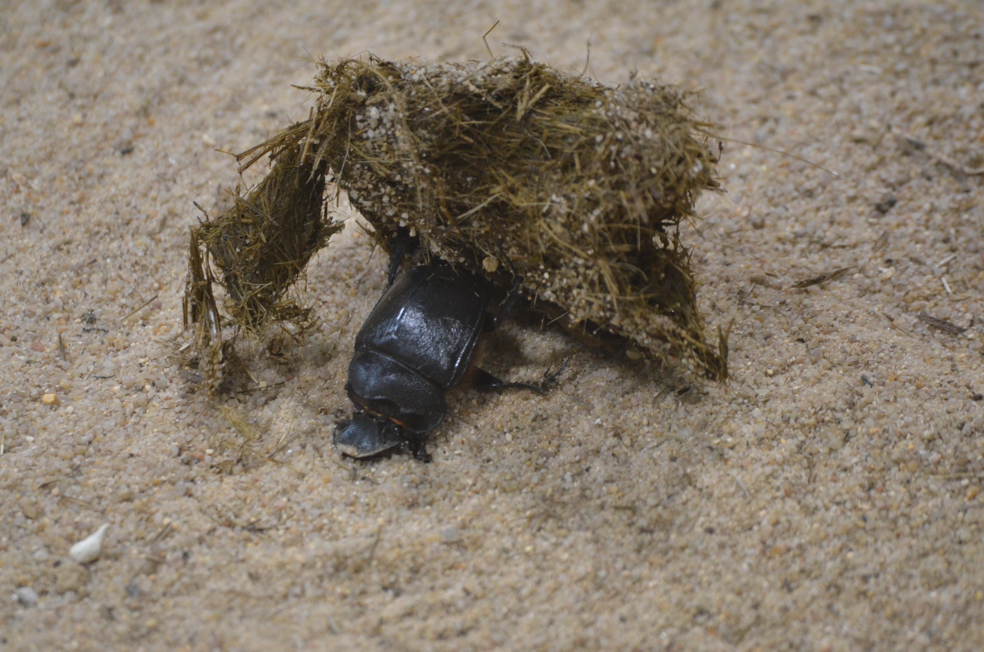 Dung Beetle - Desert House at Nuremberg, 07/09/19