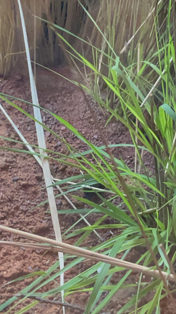 Dung Beetle in Hidden Savannah: Heart of Africa