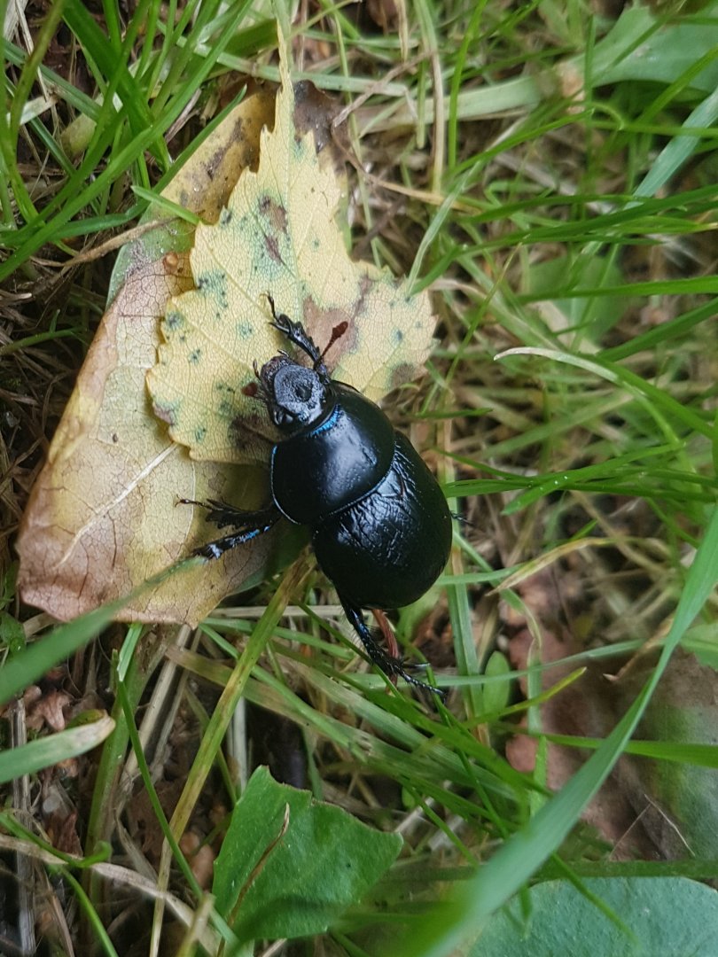 Dung beetle-species