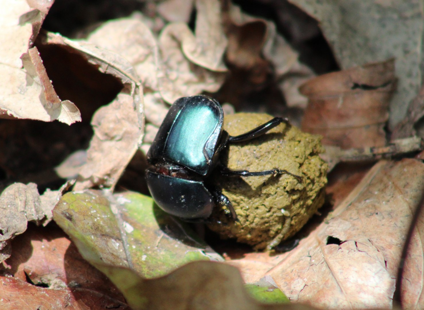 Dung beetle species