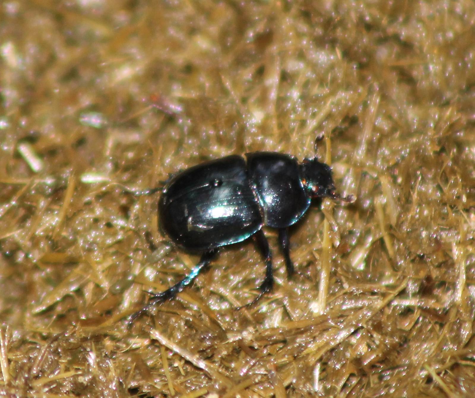 Dung beetle