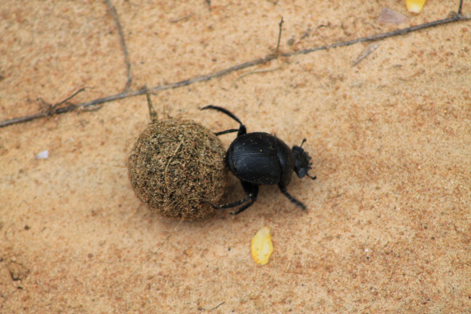 Dung Beetle