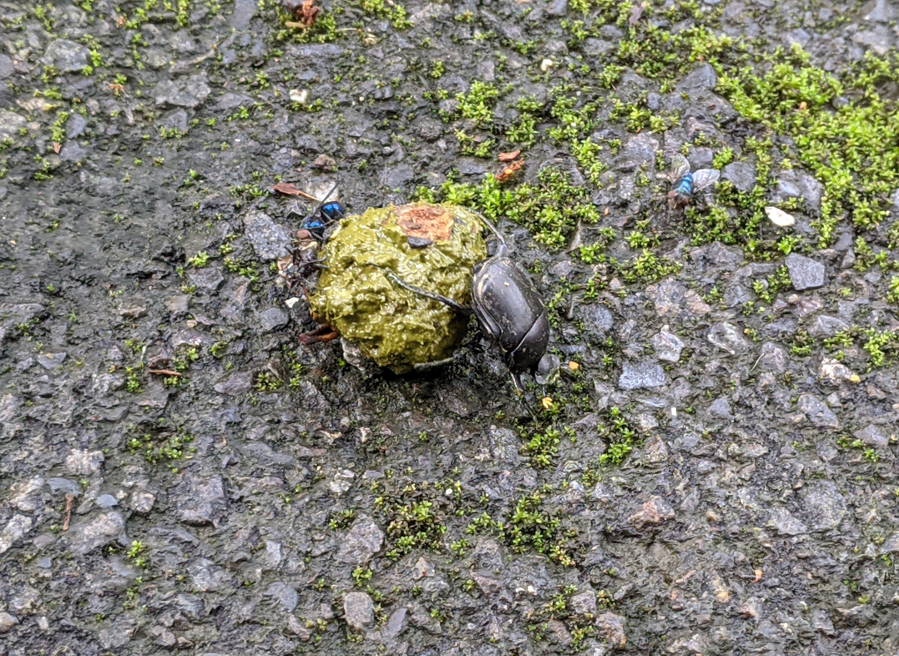 Dung Beetle