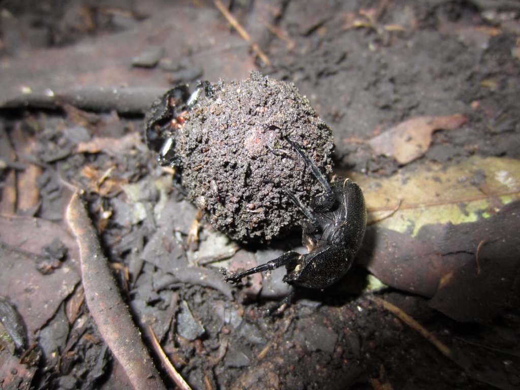 Dung beetles and a ball of ....