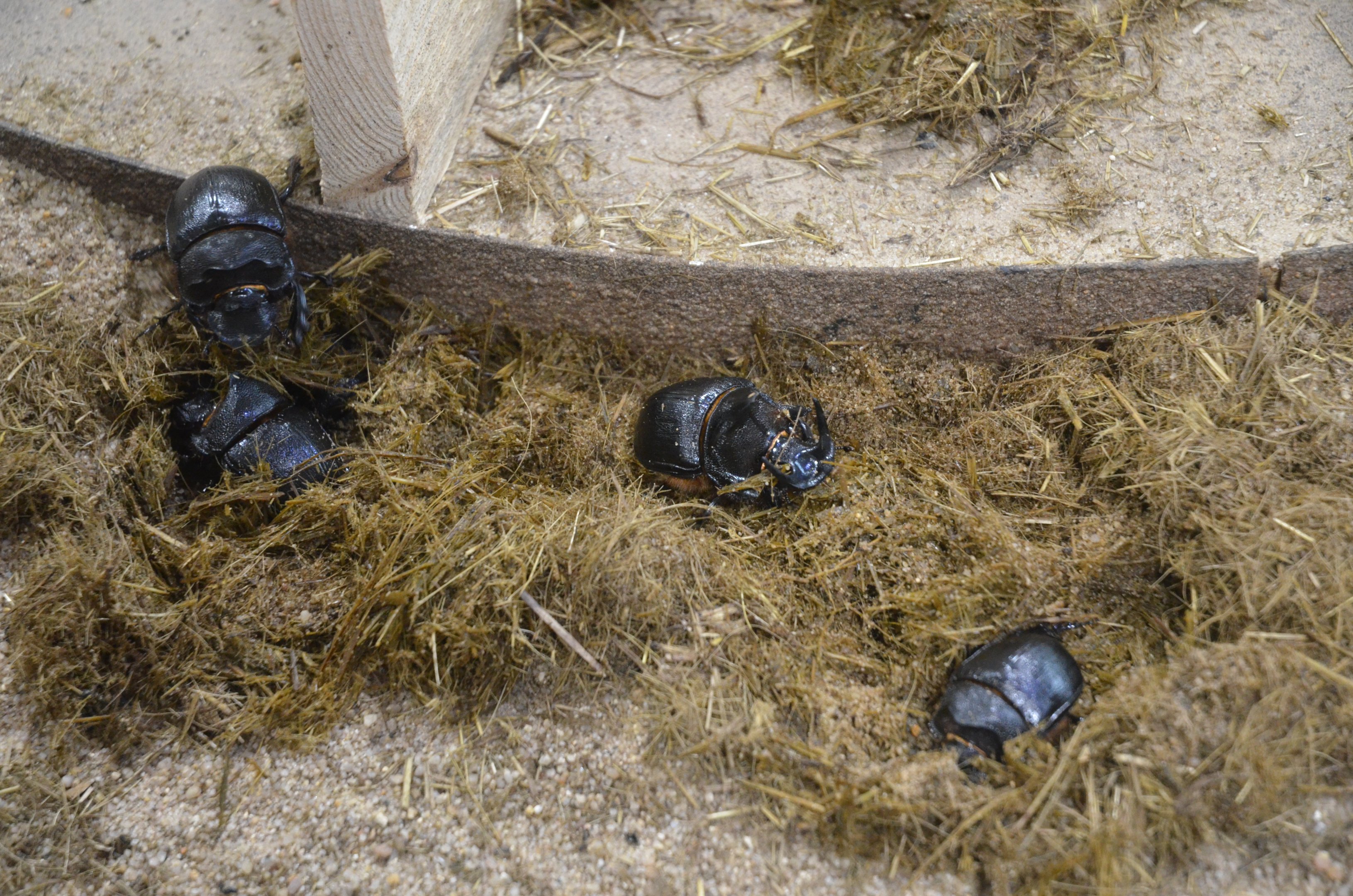 Dung Beetles - Desert House at Nuremberg, 07/09/19