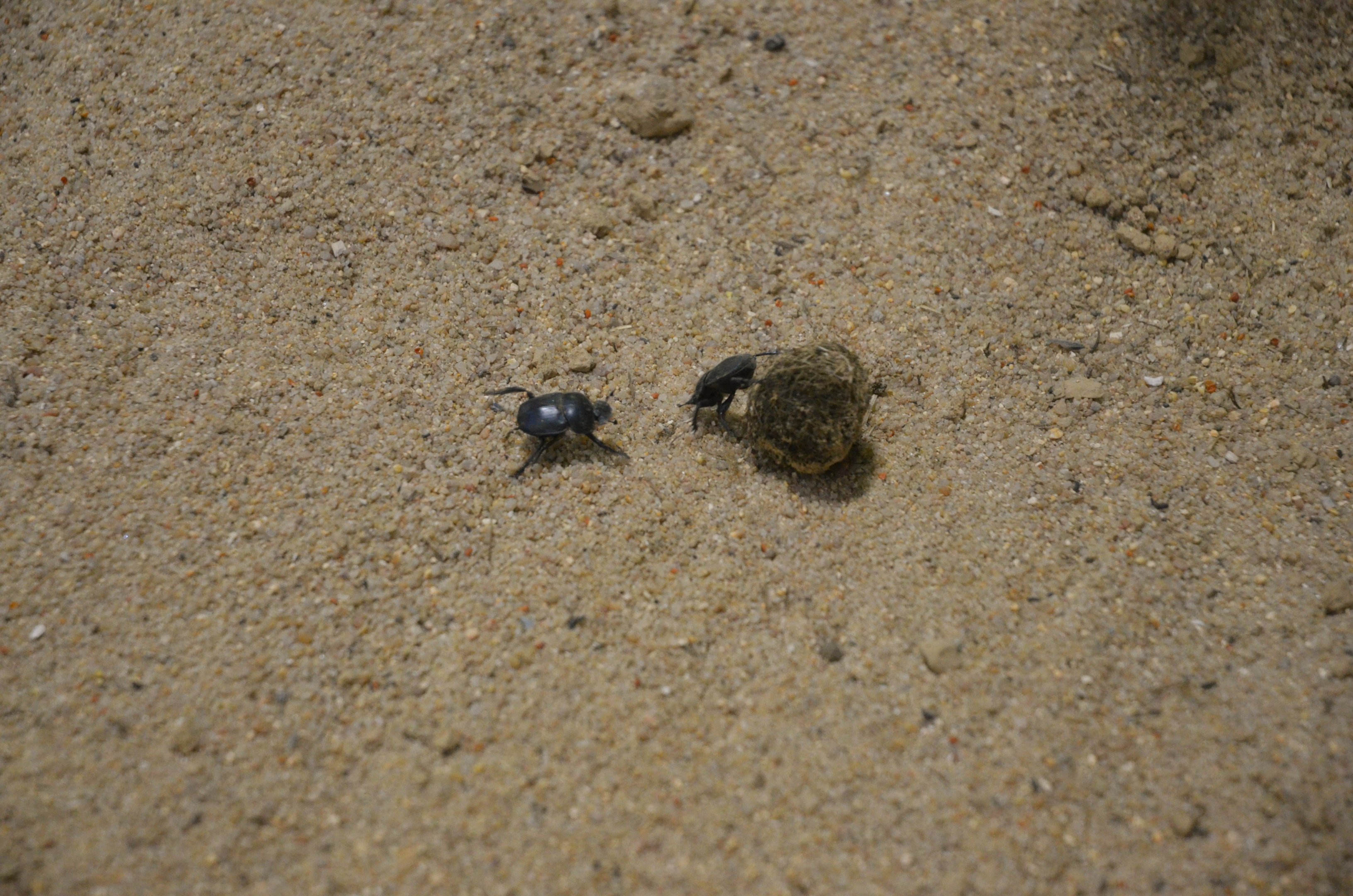 Dung Beetles - Desert House at Nuremberg, 07/09/19