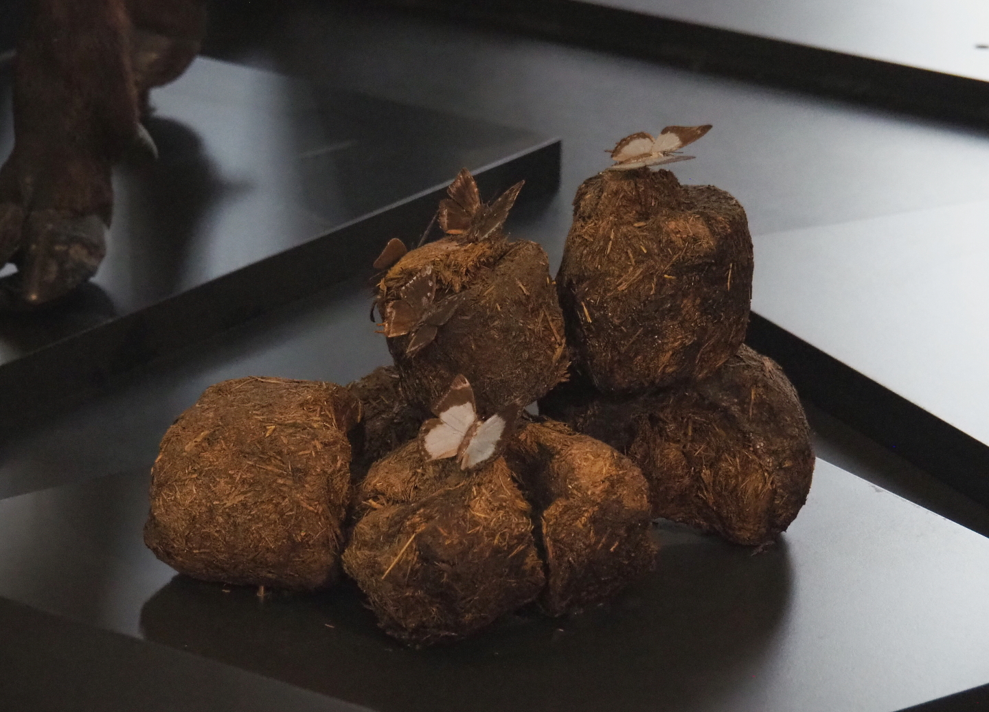 Dung pile replica with Lightning charaxes (Charaxes fulgurata) specimens, 2021-10-20