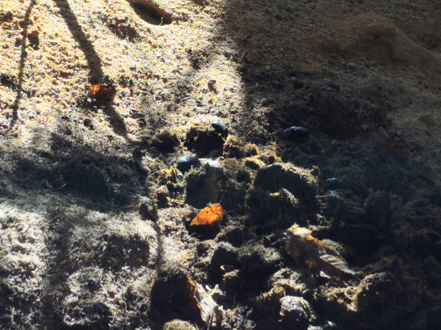 Dung Pile&Scarab Beetles