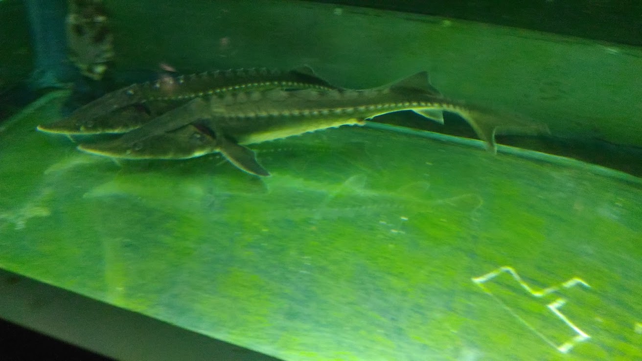 Dunia Air Tawar - Amur Sturgeon (Acipenser schrenckii)
