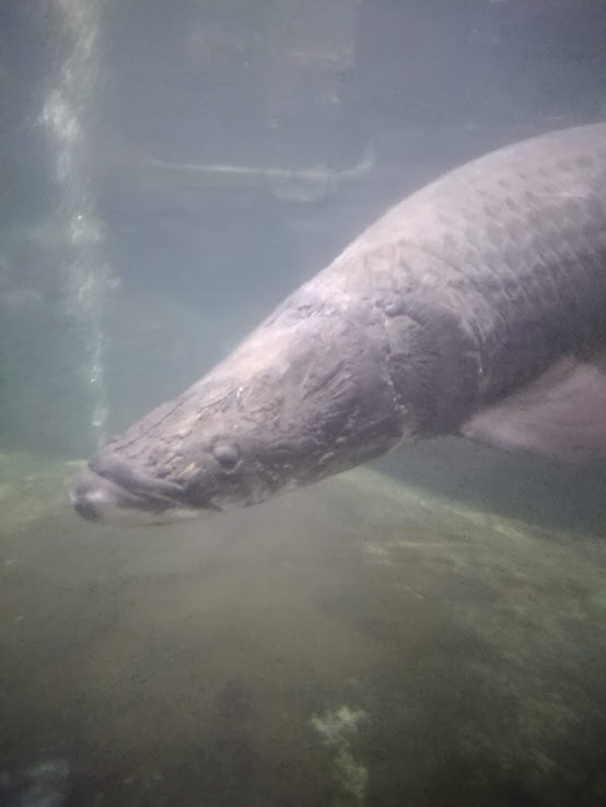 Dunia Air Tawar - Arapaima Gigas