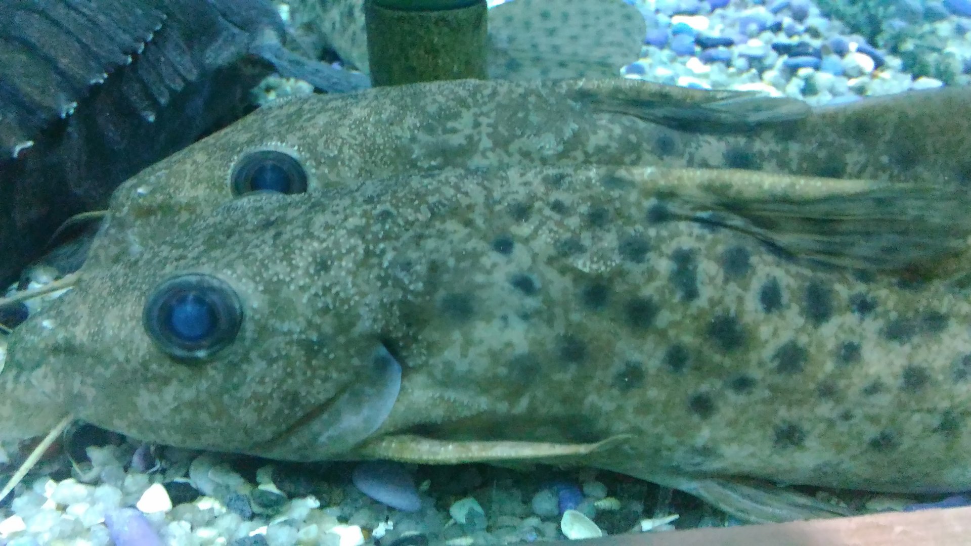 Dunia Air Tawar - Kankan Catfish (Auchenoglanis biscutatus)
