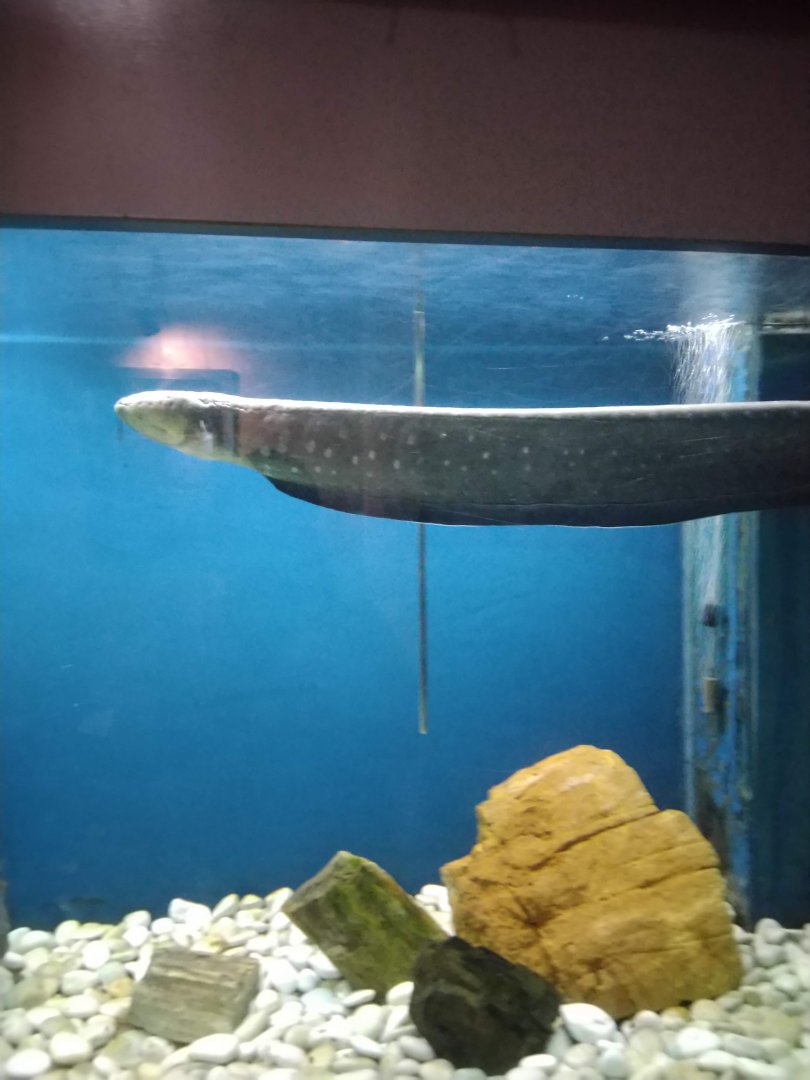 Dunia Air Tawar - Volta's Electric Eel (Electrophorus voltai)