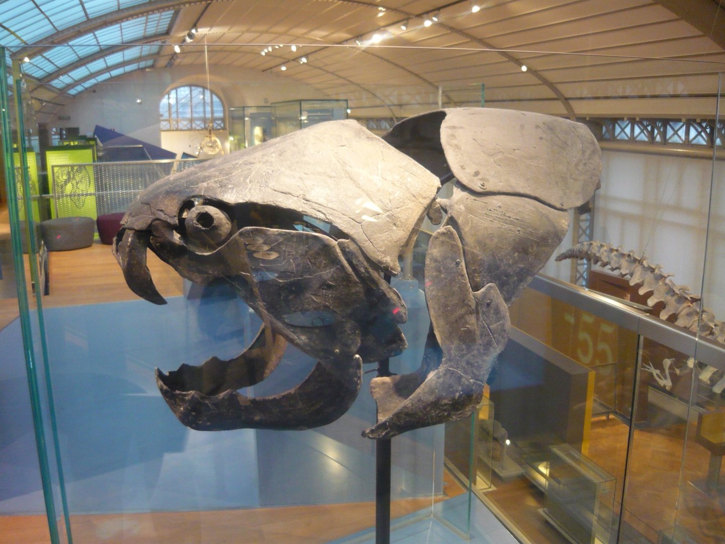 Dunkleosteus skull