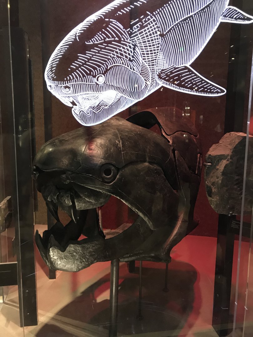 Dunkleosteus Skull