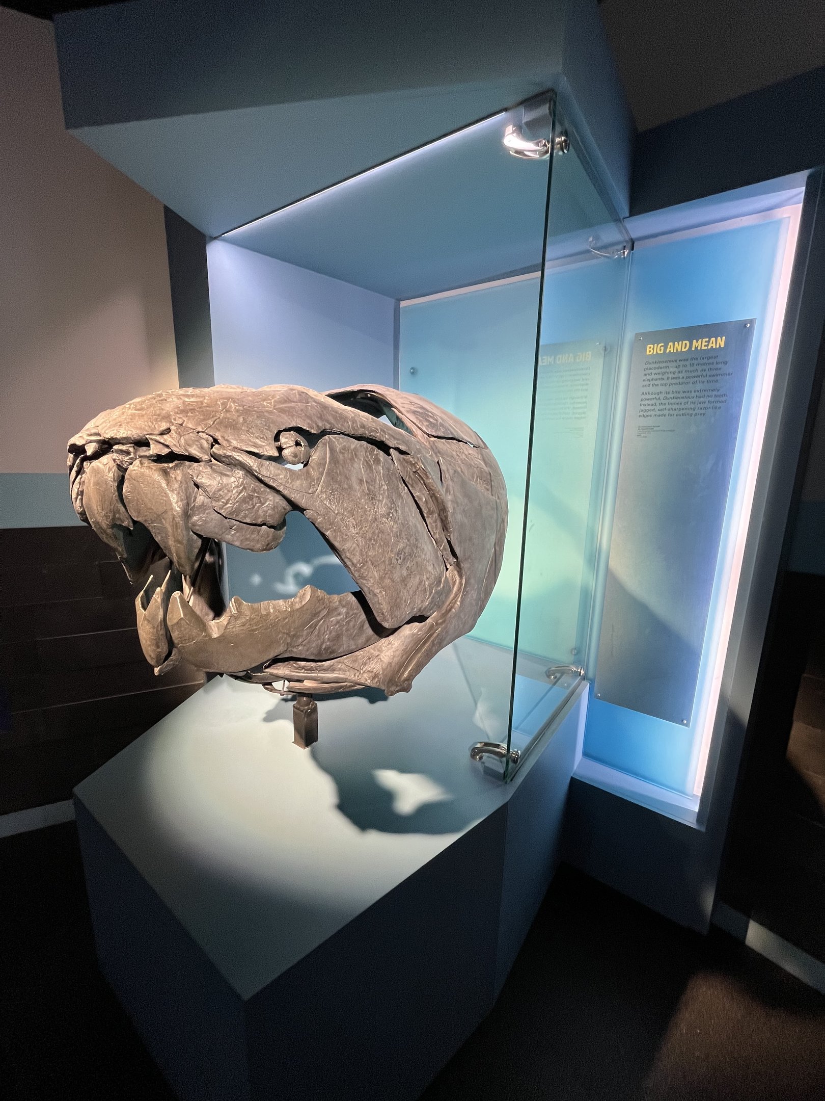 Dunkleosteus Skull