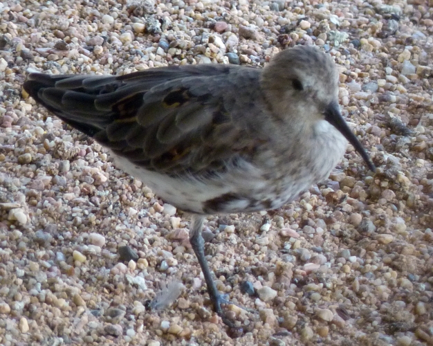 Dunlin (Calidris alpina)