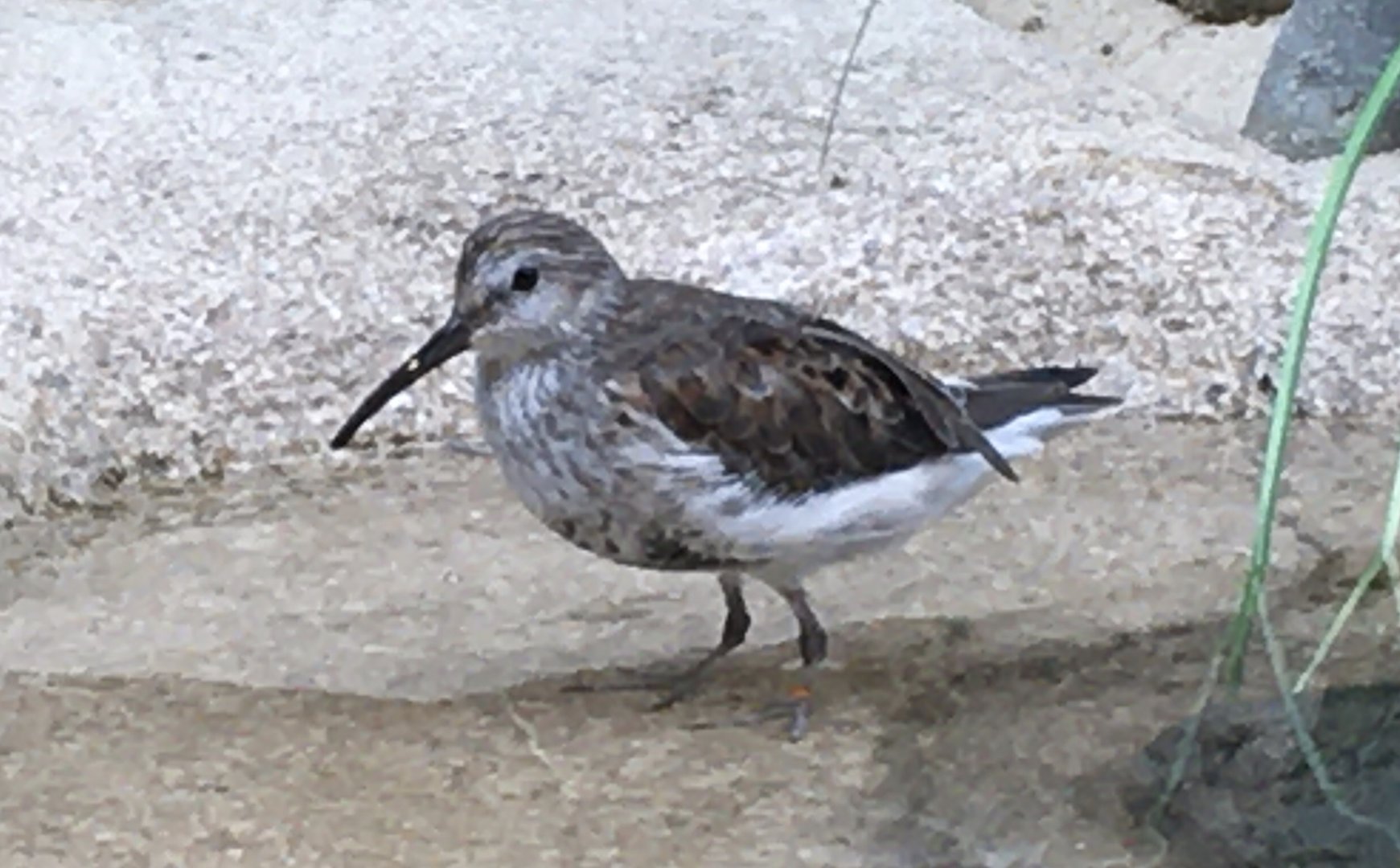 Dunlin (Calidris alpina)