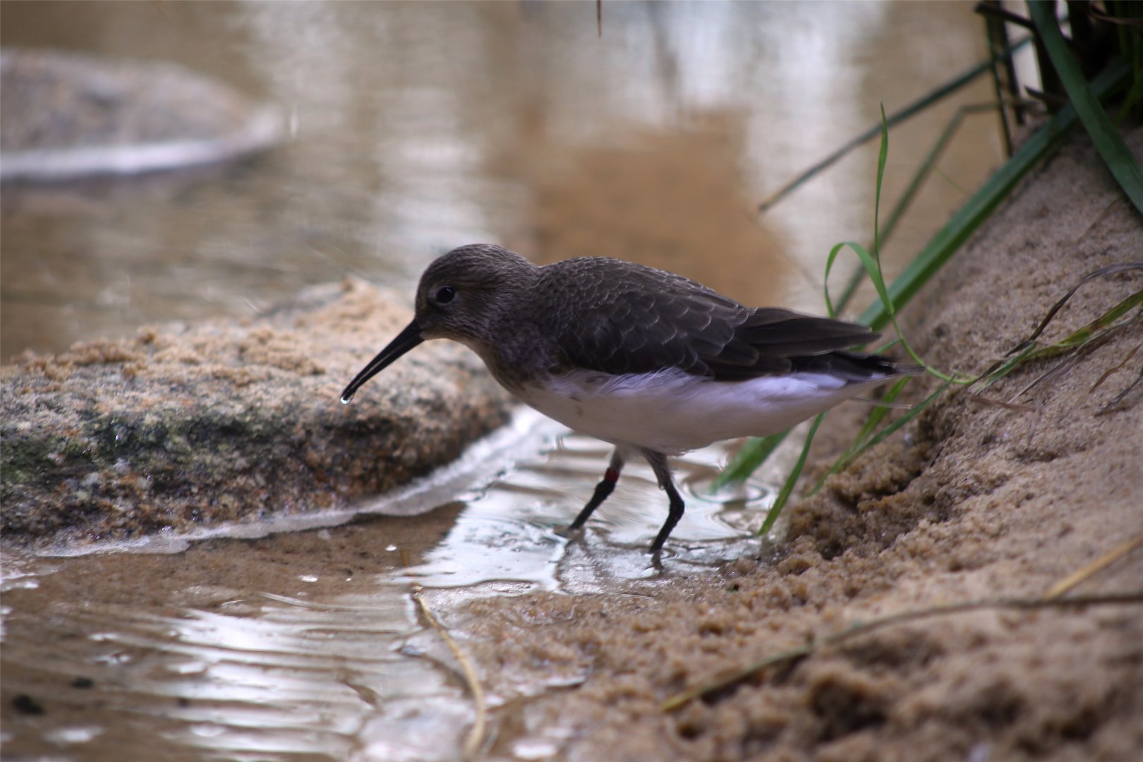 Dunlin (Calidris alpina)