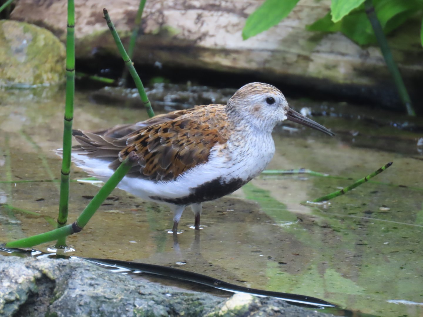 Dunlin (Calidris alpina)