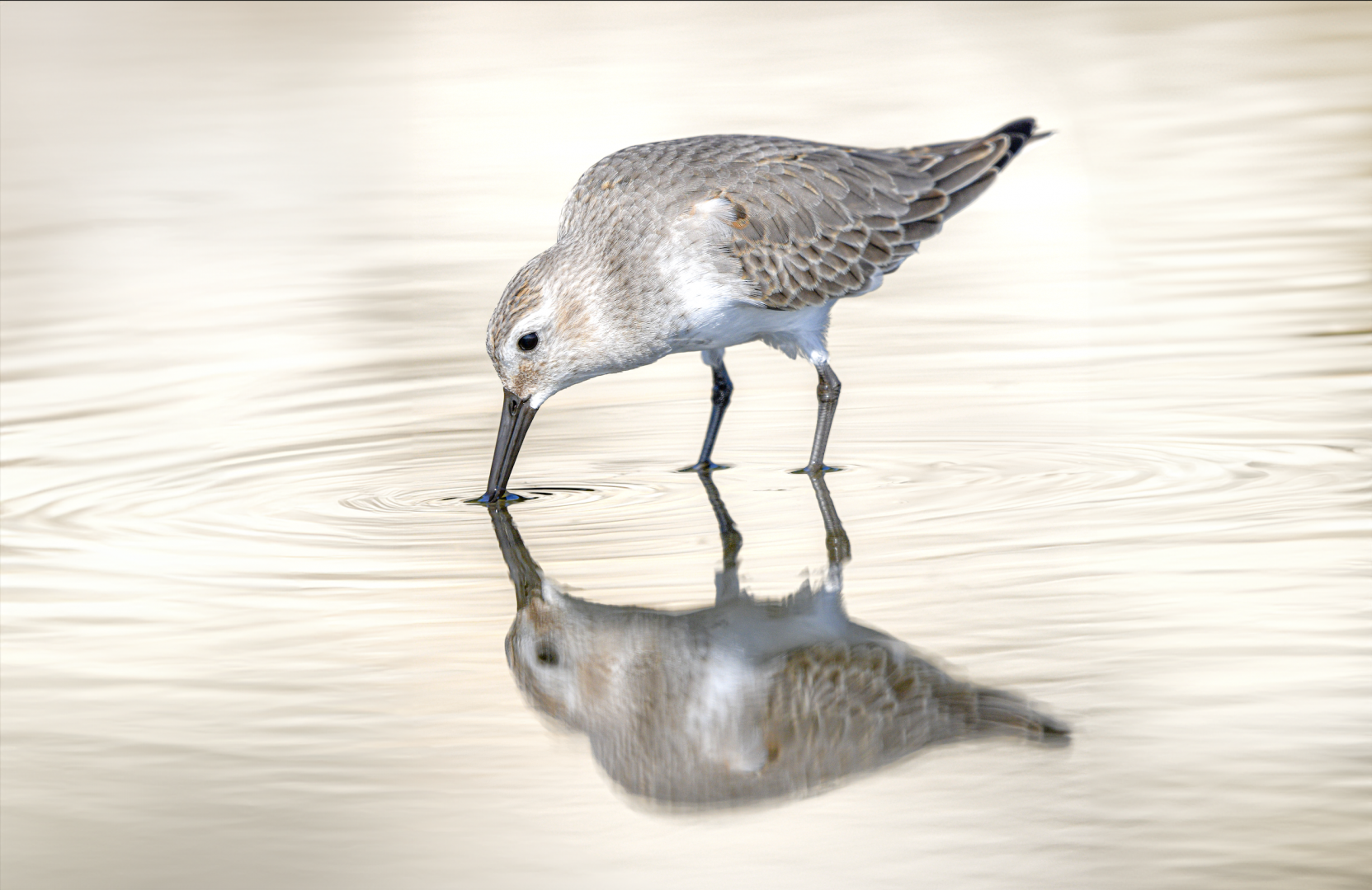 Dunlin ~ Kasai Rinkai Park