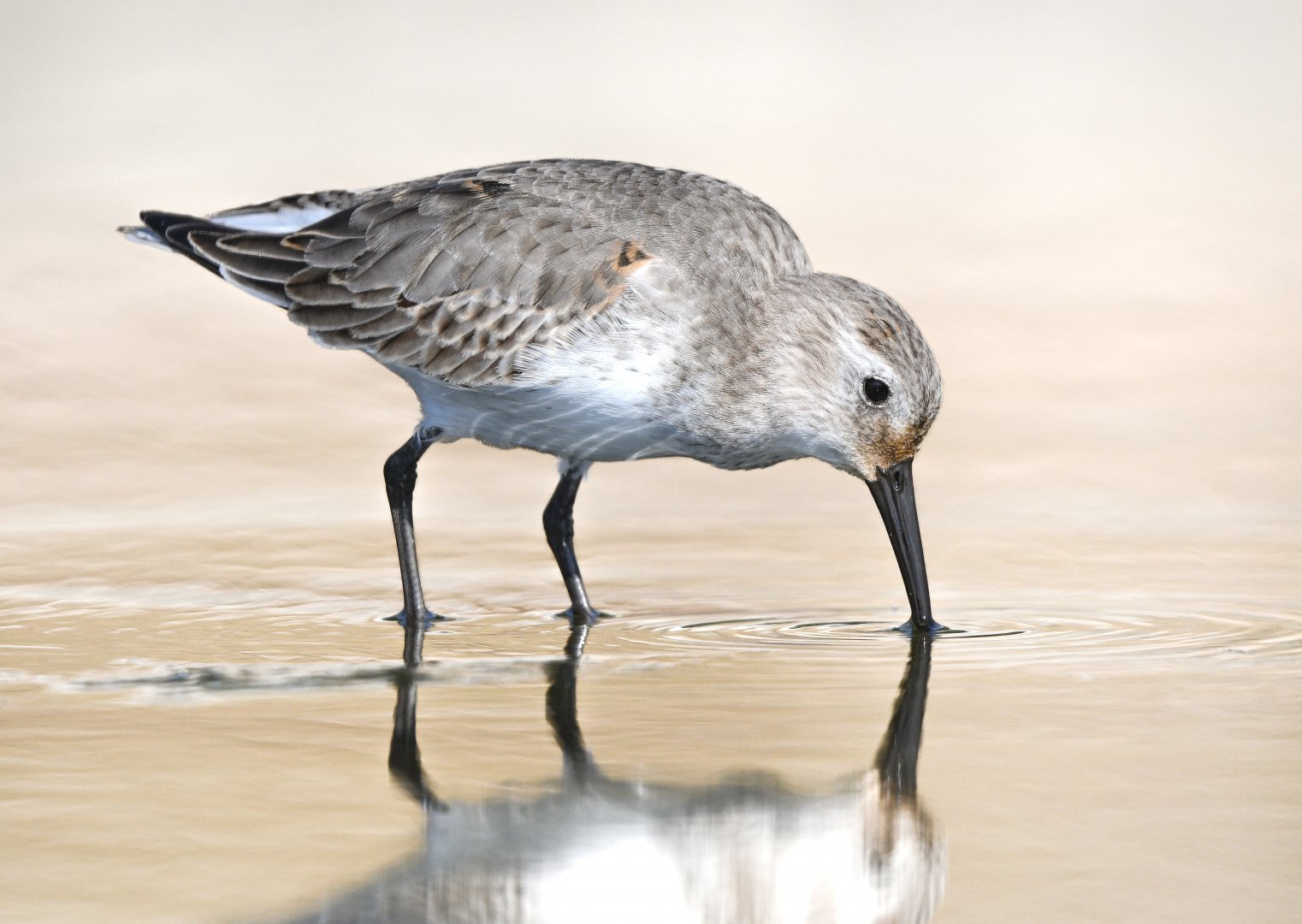 Dunlin ~ Kasai Rinkai Park