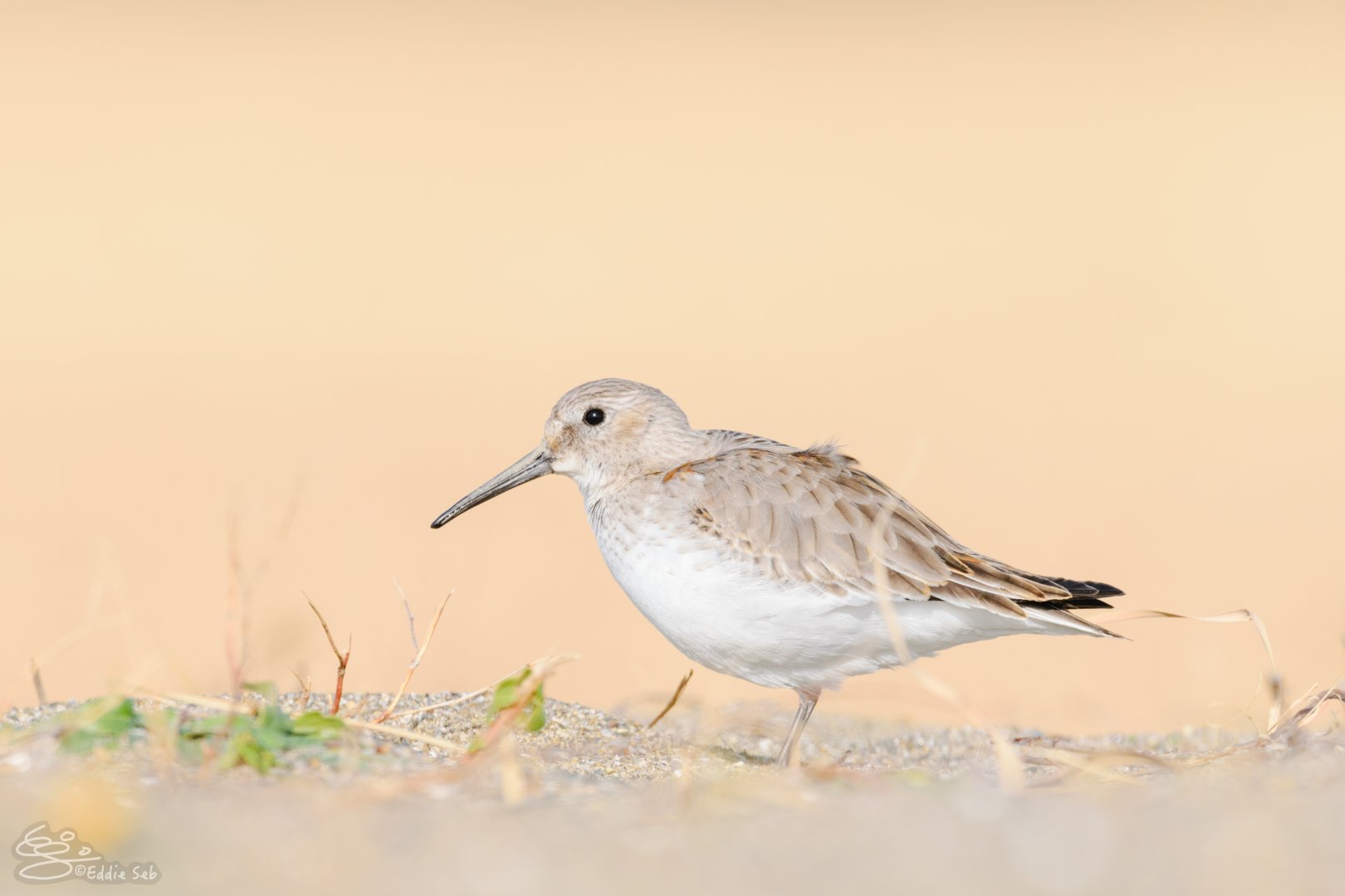 Dunlin - Kasai Rinkai Seaside Park