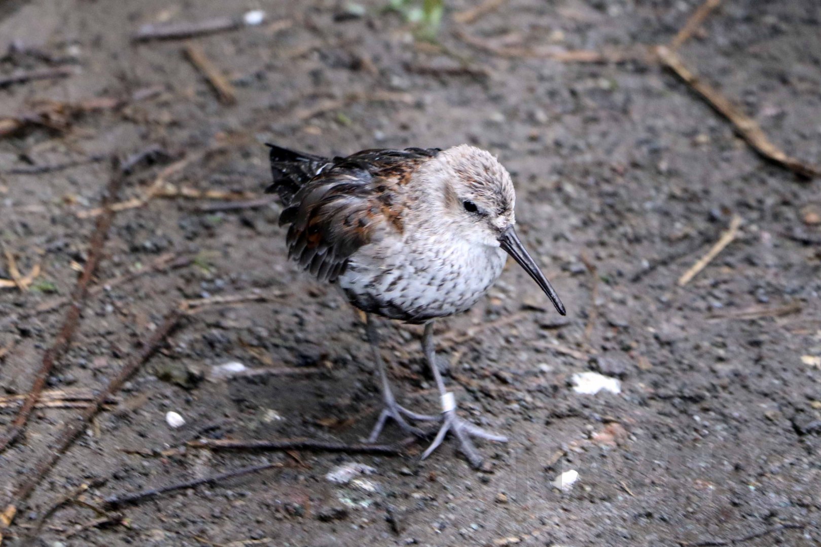 Dunlin, October 2017