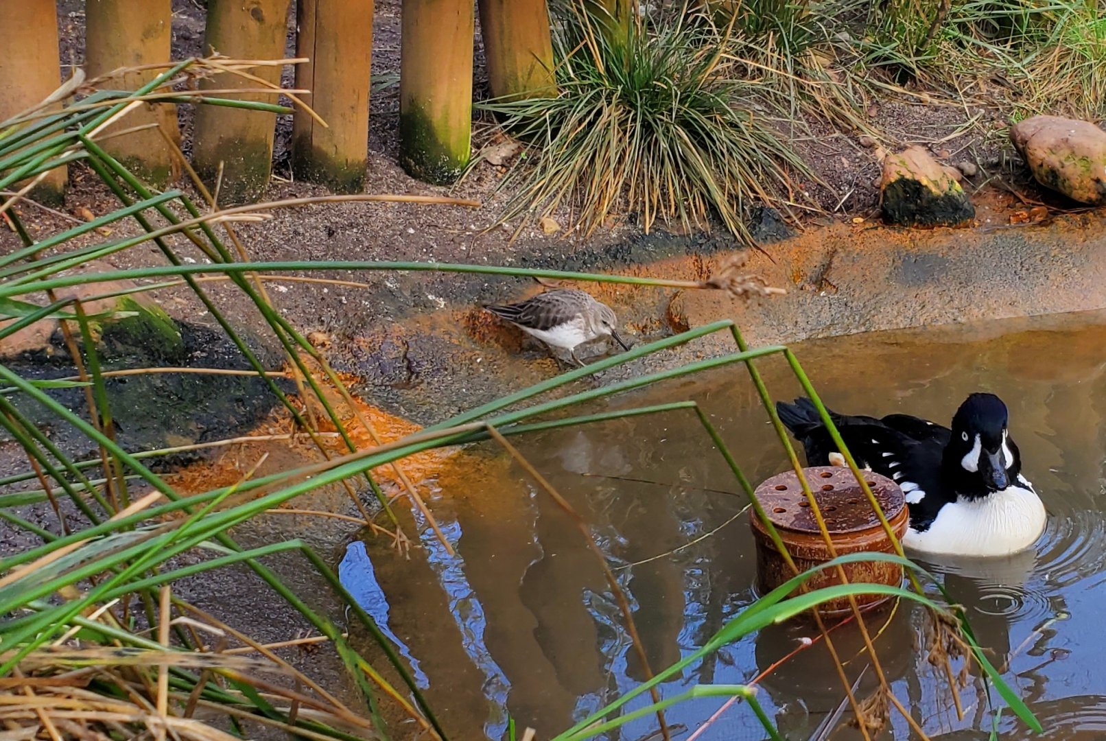 Dunlin or sandpiper- Zoo Plzen