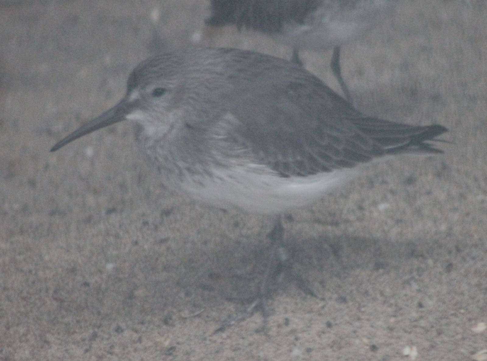 Dunlin