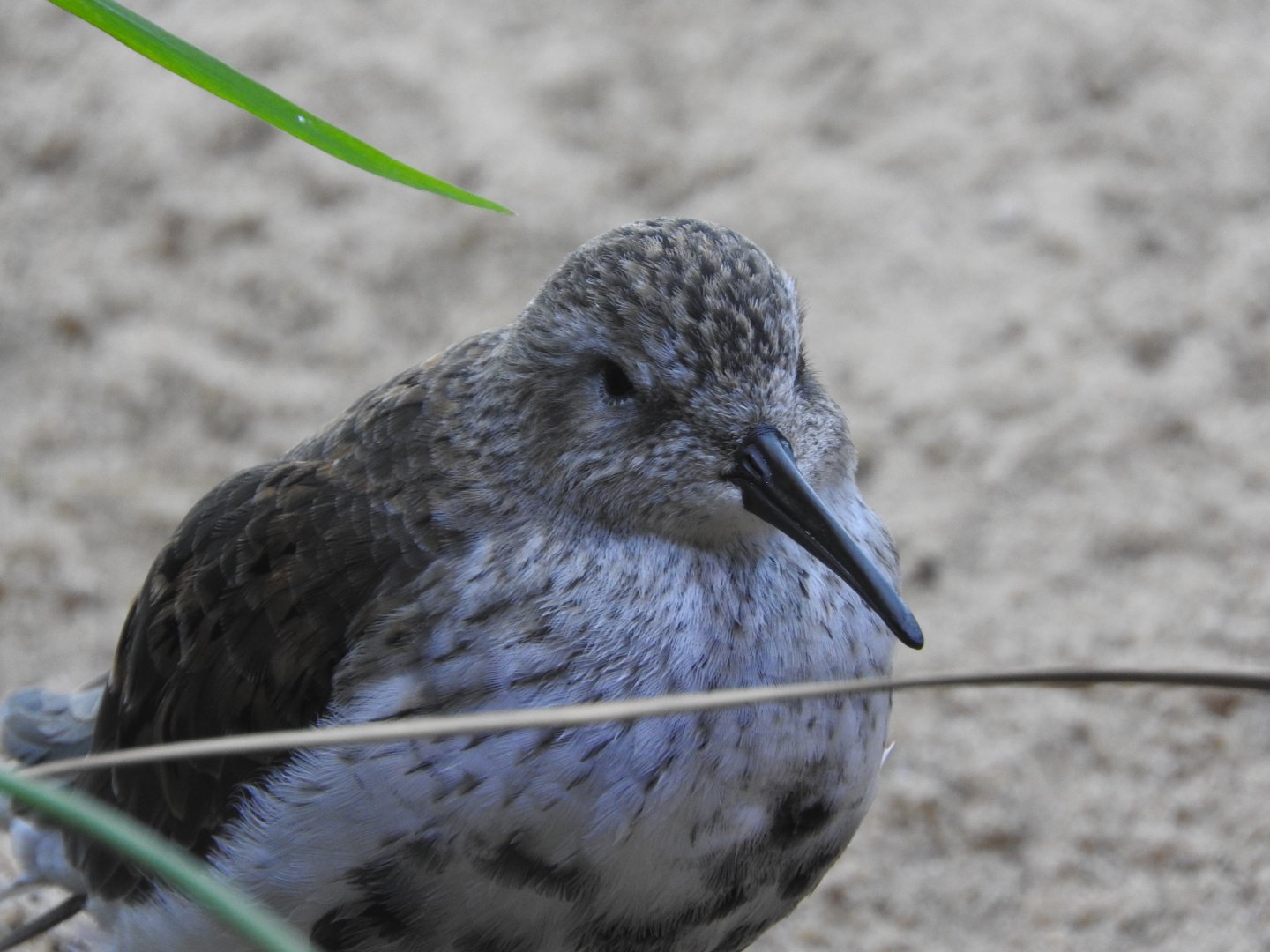 Dunlin