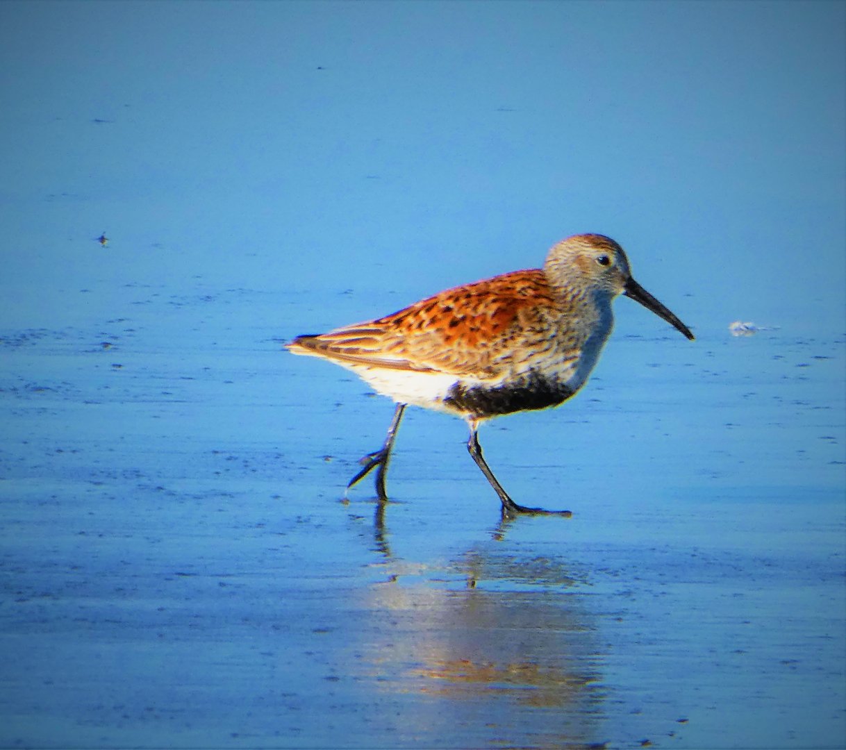 Dunlin