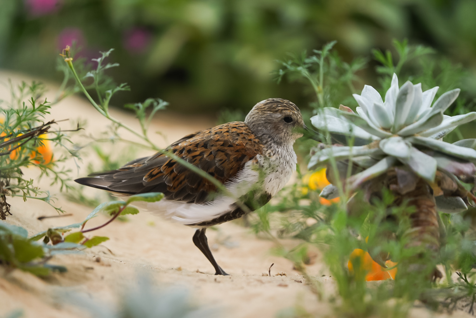 Dunlin