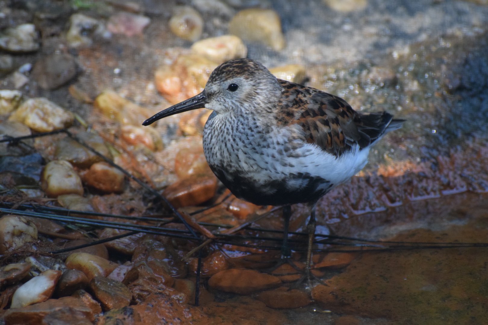 Dunlin