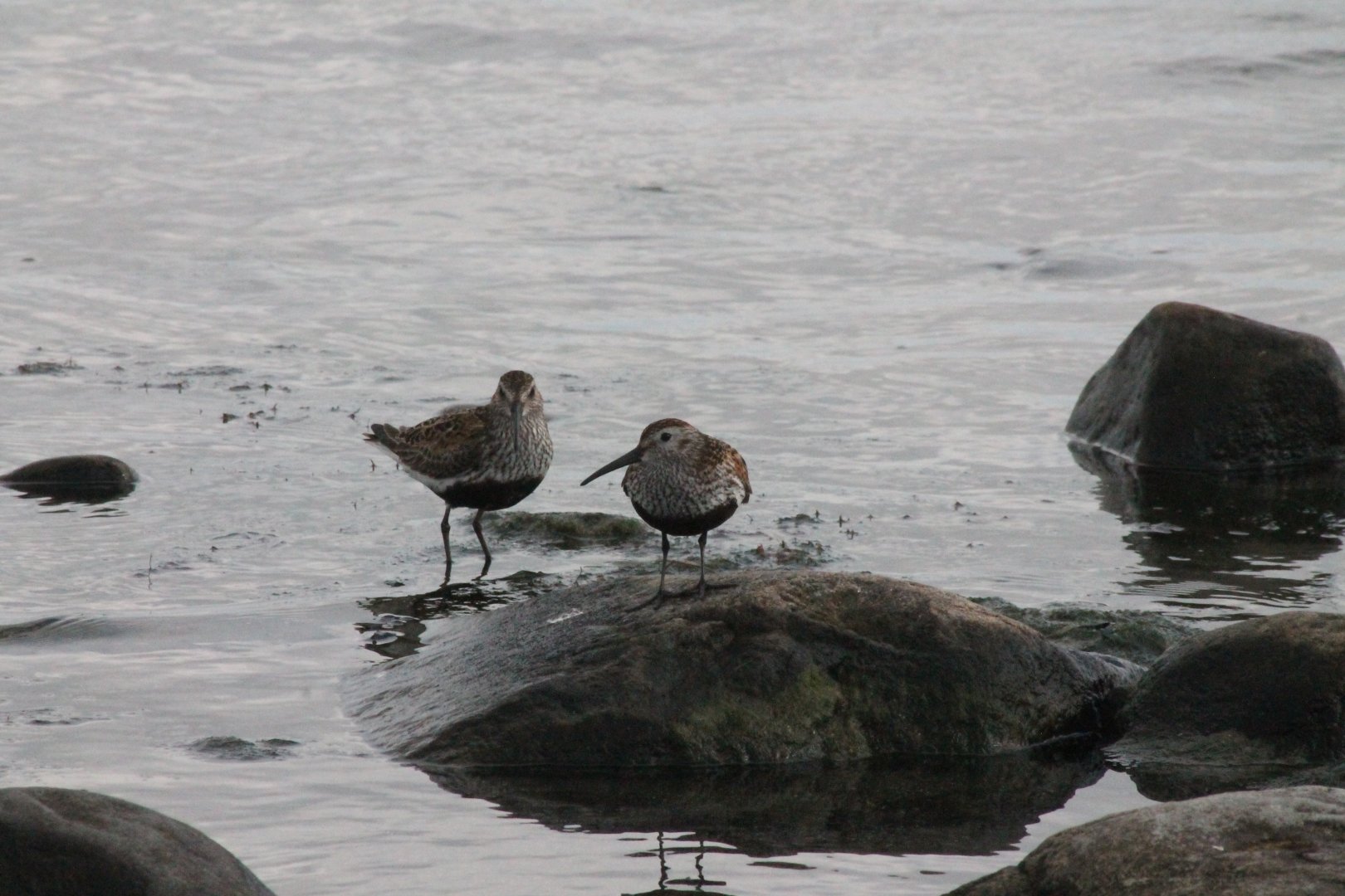 Dunlins