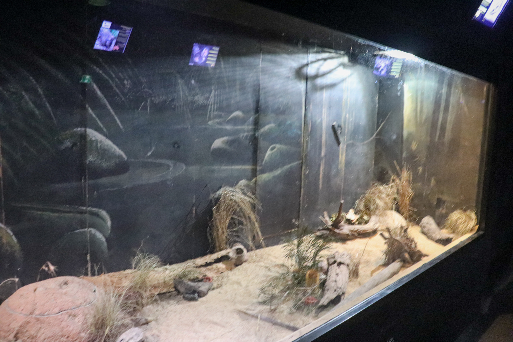 Dunnart Enclosure - Nocturnal House