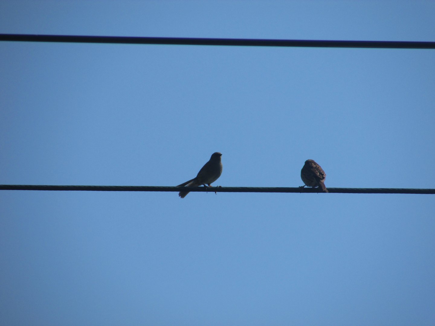 Dunnock and Eurasian robin