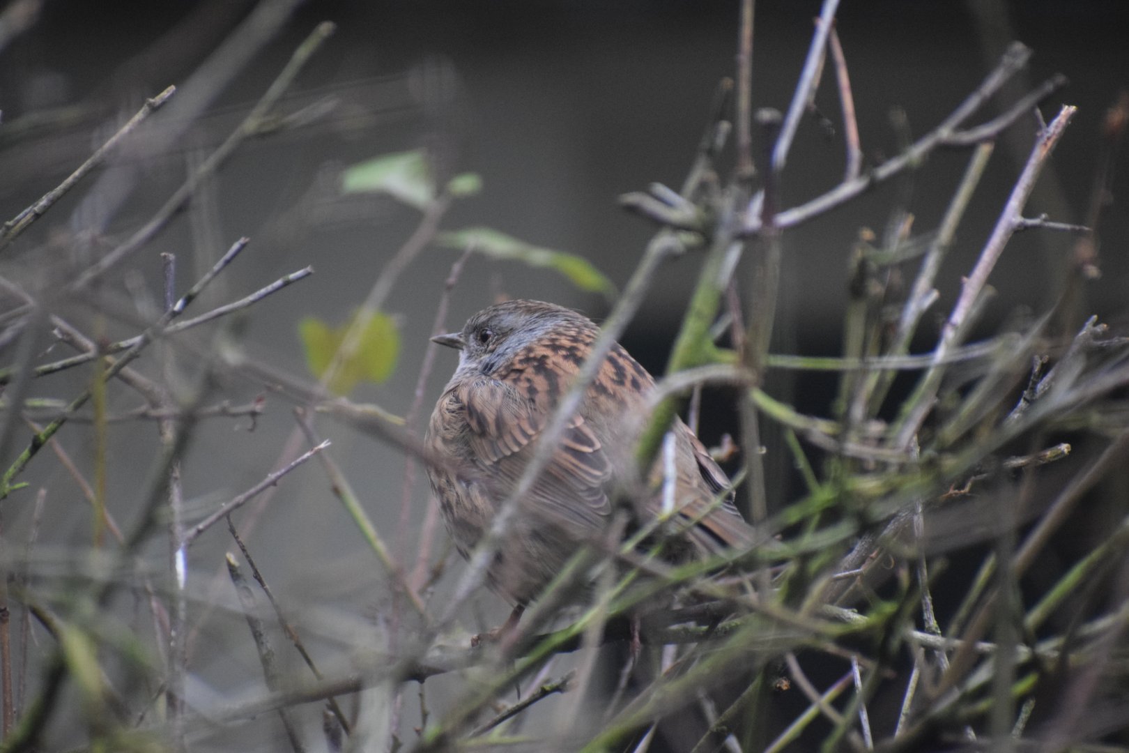 Dunnock - October 2023