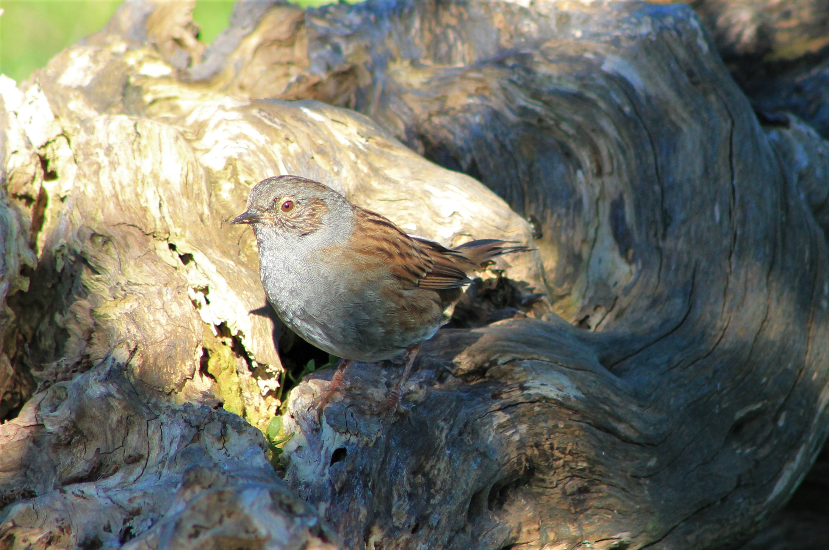 Dunnock or Hedge Sparrow (Prunella modularis)