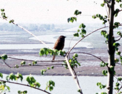 Dunnock (Prunella modularis)