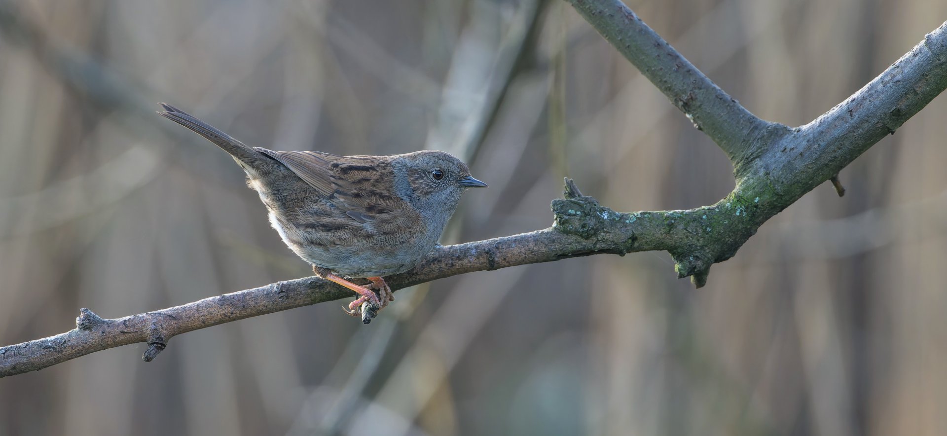Dunnock, wild, UK