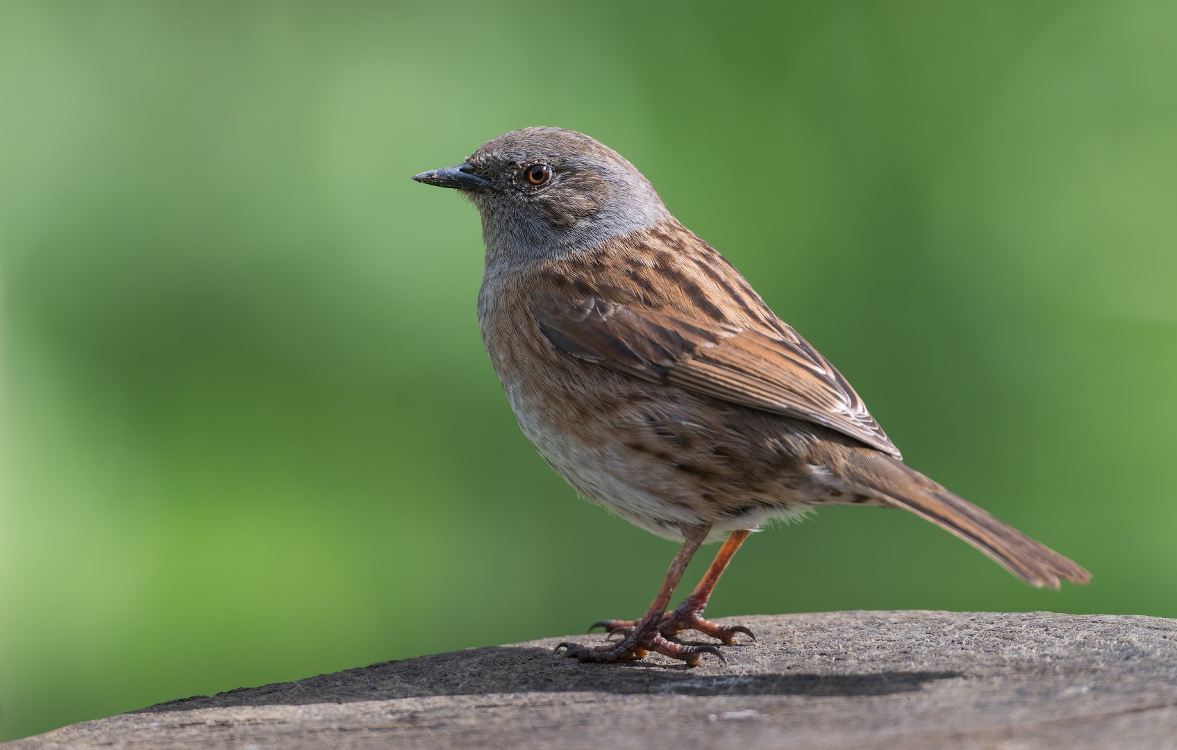 Dunnock (wild) UK