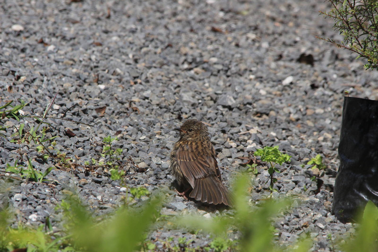Dunnock
