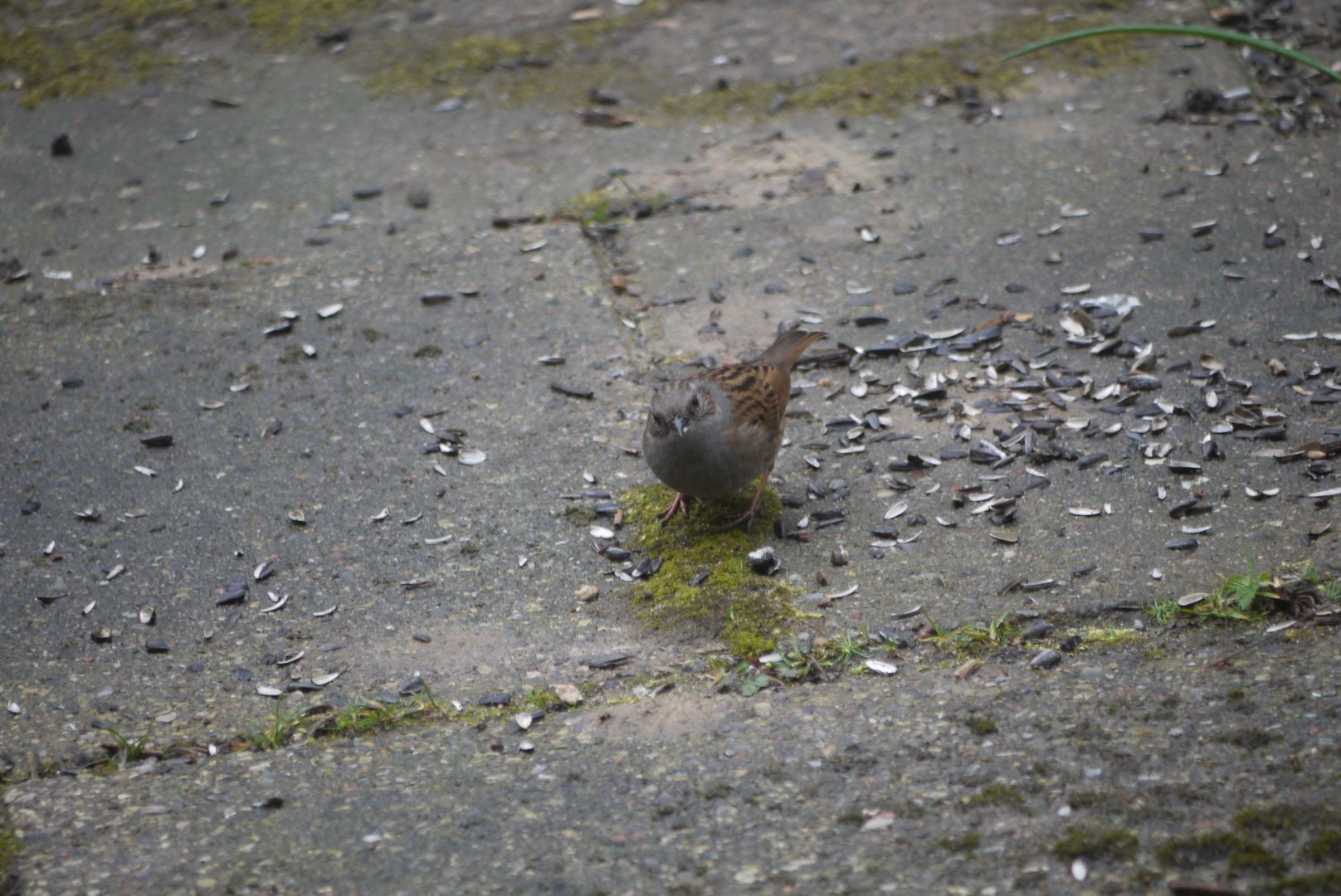 Dunnock