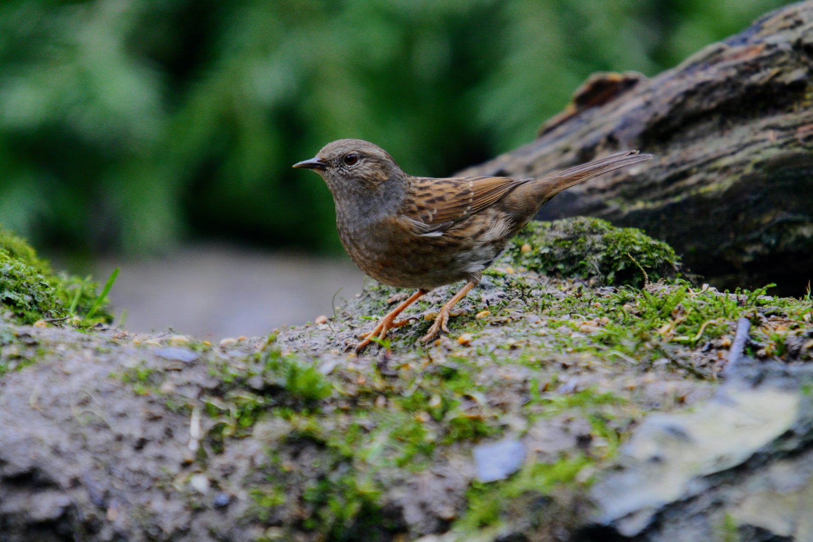 Dunnock