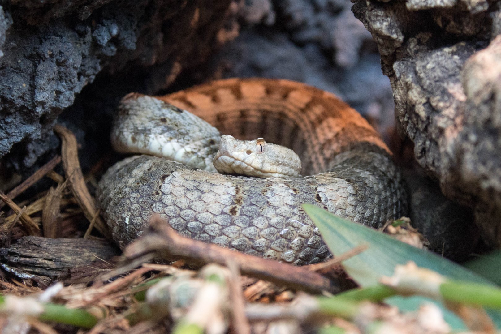 Dunn's hognose pit viper