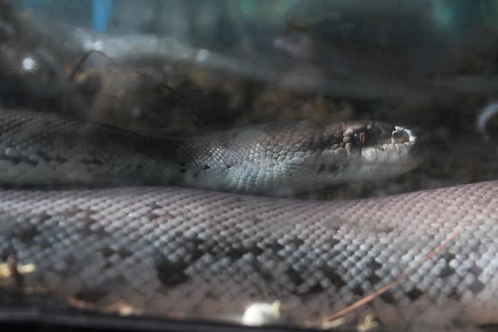 Dunn's python (Liasis mackloti dunni) - Taman Konservasi Sato Loka