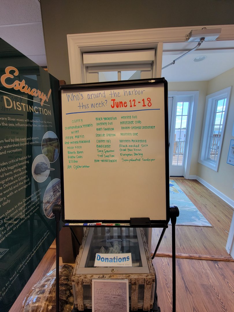 Dupont NC - Birds around the NC this week